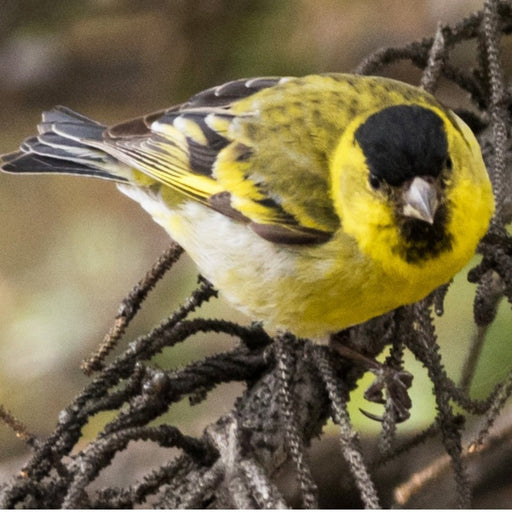 Black-Chinned Siskin - New York Bird Supply