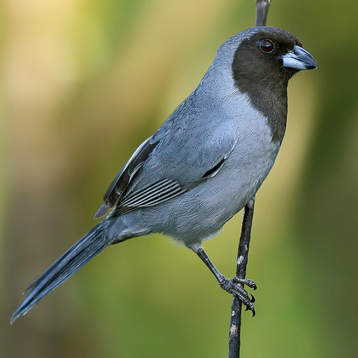 Black Faced Tanager - New York Bird Supply