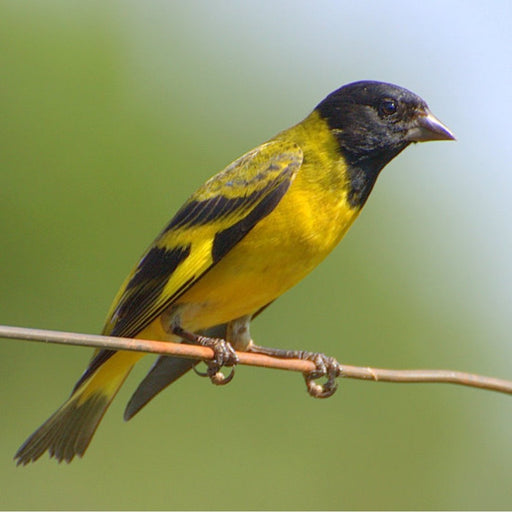 Black-Hooded Siskin - New York Bird Supply