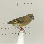 Black-Hooded Siskin Mutation - New York Bird Supply