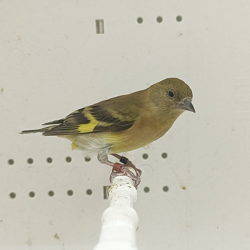 Black-Hooded Siskin Mutation - New York Bird Supply