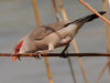 Black-Rumped (Red-Eared) Waxbill - New York Bird Supply