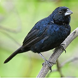 Blue Black Grassquit - New York Bird Supply