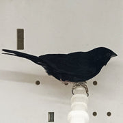 Blue Black Grassquit - New York Bird Supply