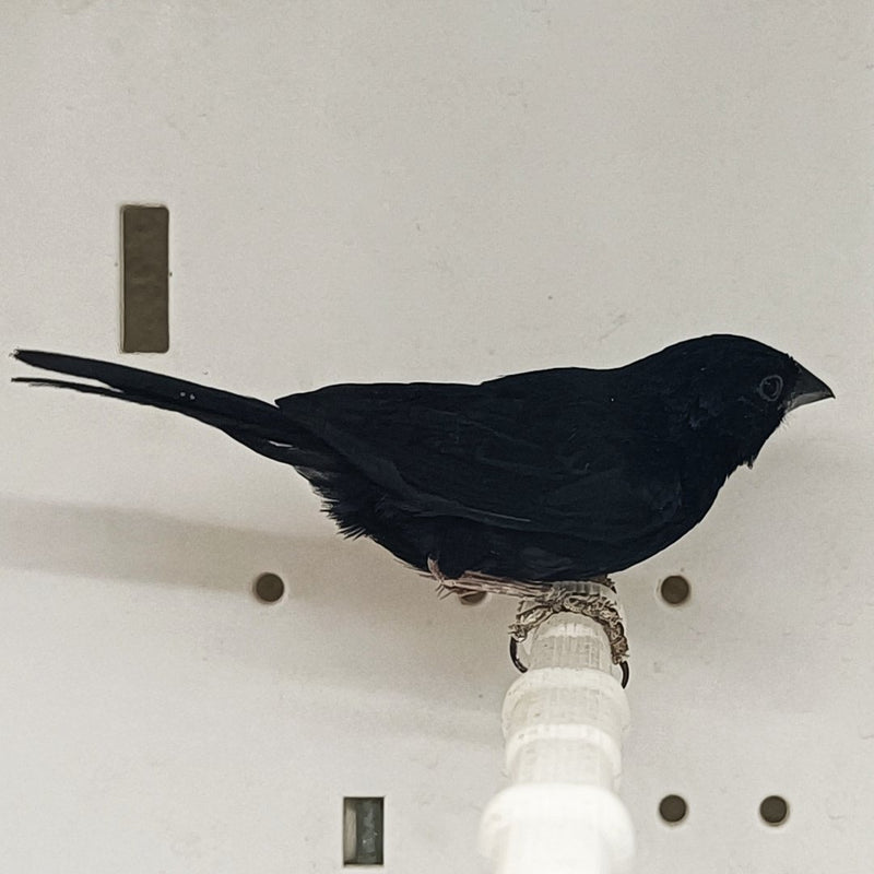 Blue Black Grassquit - New York Bird Supply