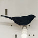 Blue Black Grassquit - New York Bird Supply