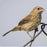 Blue Black Grassquit - New York Bird Supply