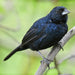Blue Black Grassquit - New York Bird Supply