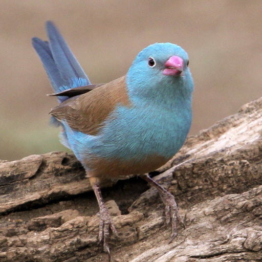 Blue-capped cordon-bleu - New York Bird Supply
