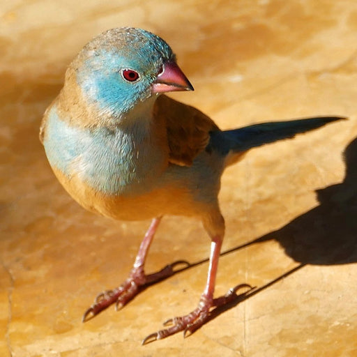 Blue-capped cordon-bleu - New York Bird Supply