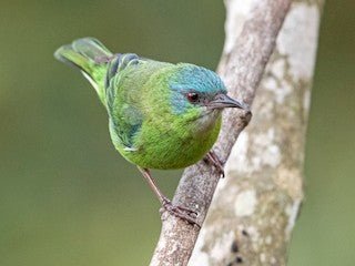 Blue Dacnis Tanager - New York Bird Supply