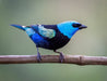 Blue Necked Tanager - New York Bird Supply