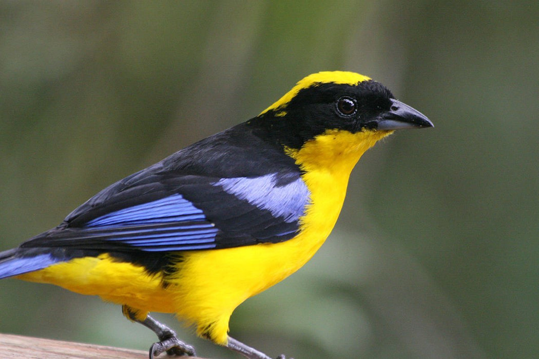 Blue Winged Mountain Tanager - New York Bird Supply