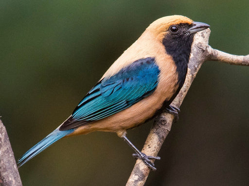 Burnished Buff Tanager - New York Bird Supply