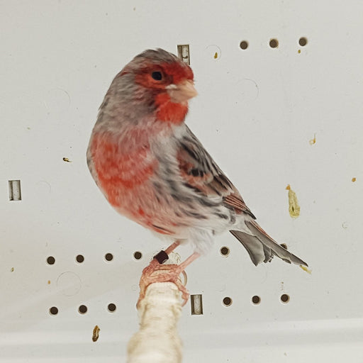 Canary Agate Red Mosaic - New York Bird Supply