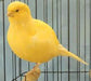 Canary Border - New York Bird Supply