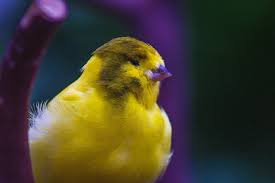 Canary Border - New York Bird Supply