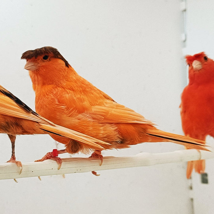 Canary Crested - New York Bird Supply