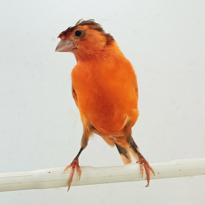 Canary Crested - New York Bird Supply