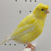 Canary Crested - New York Bird Supply