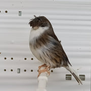 Canary Crested Gloster - New York Bird Supply