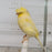 Canary Crested Gloster - New York Bird Supply