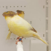 Canary Crested Gloster - New York Bird Supply