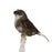 Canary Crested Gloster - New York Bird Supply