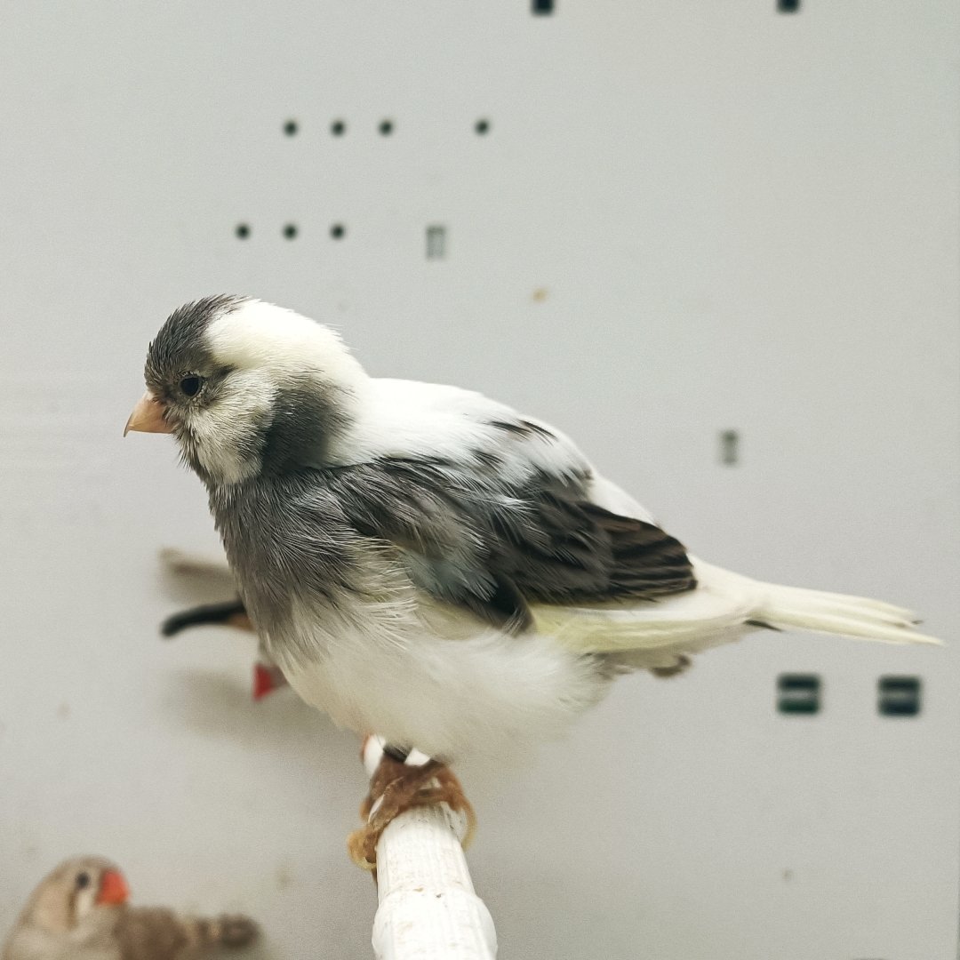 Canary Fife — New York Bird Supply