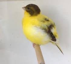Canary Fife - New York Bird Supply