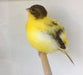 Canary Fife - New York Bird Supply