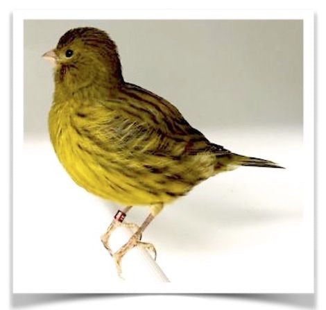 Canary Fife - New York Bird Supply