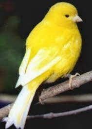 Canary Fife - New York Bird Supply