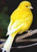 Canary Fife - New York Bird Supply