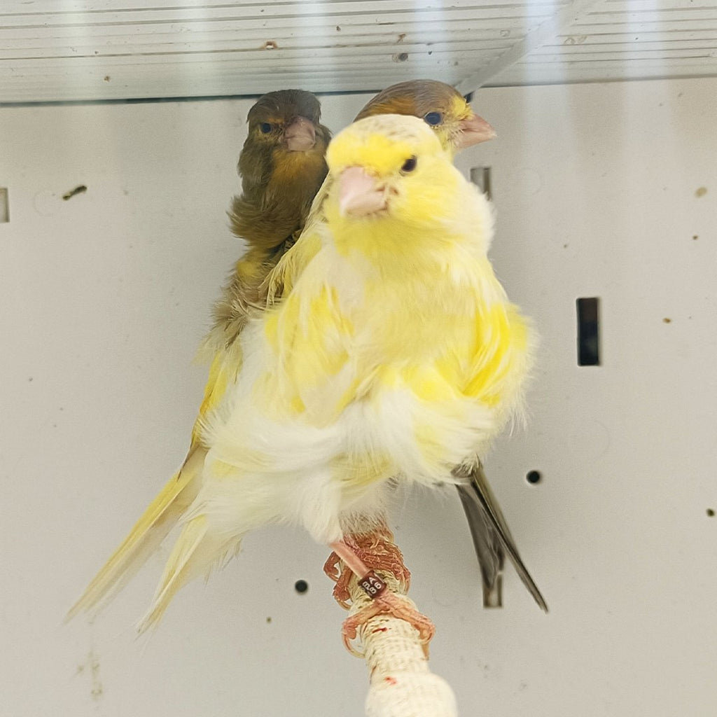 Canaries — Page 2 — New York Bird Supply