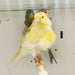 Canary Frill - New York Bird Supply