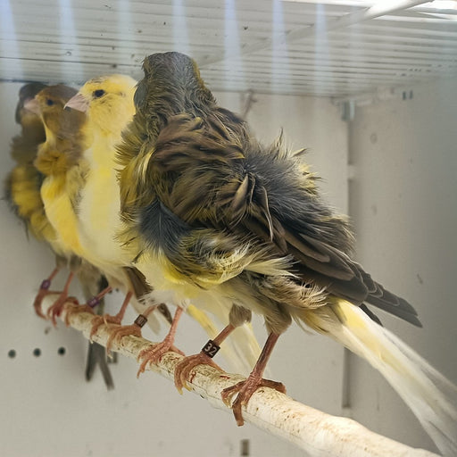 Canary Frill - New York Bird Supply