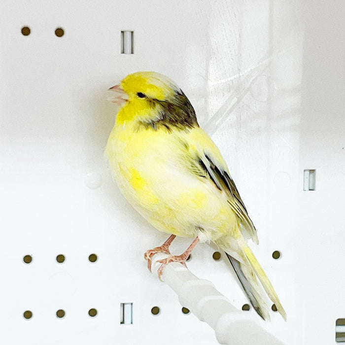 Canary Gloster - New York Bird Supply