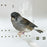 Canary Gloster - New York Bird Supply