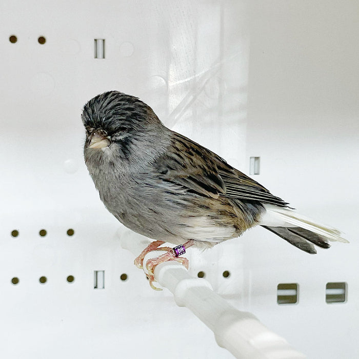 Canary Gloster - New York Bird Supply