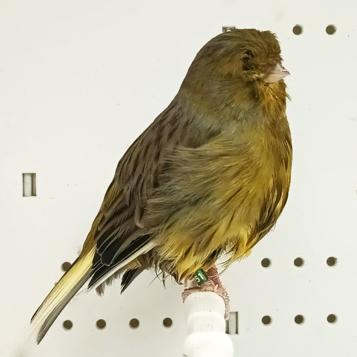Canary Gloster Corona - New York Bird Supply