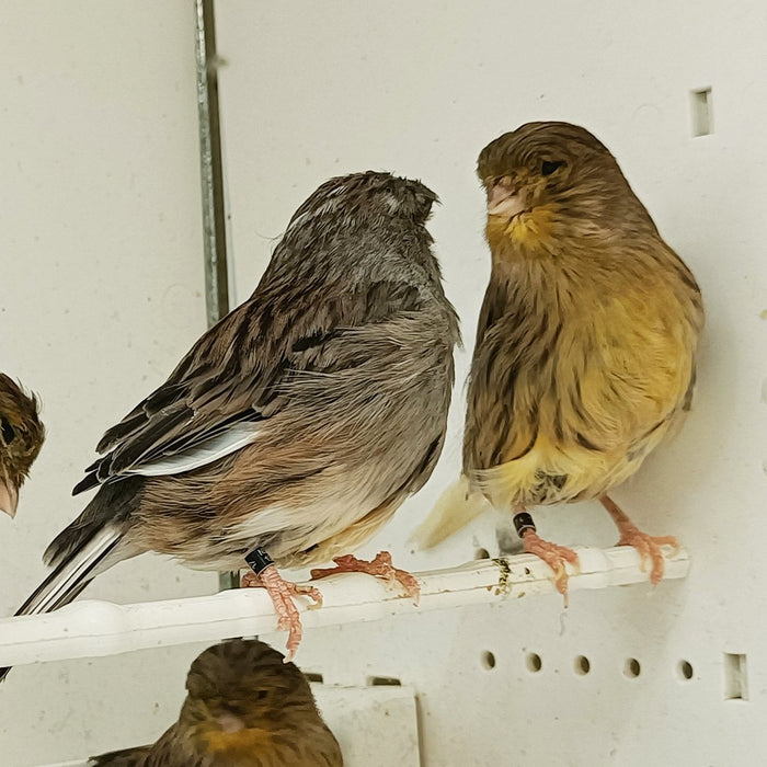 Canary Gloster Corona - New York Bird Supply