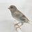 Canary Gray and White Agate - New York Bird Supply