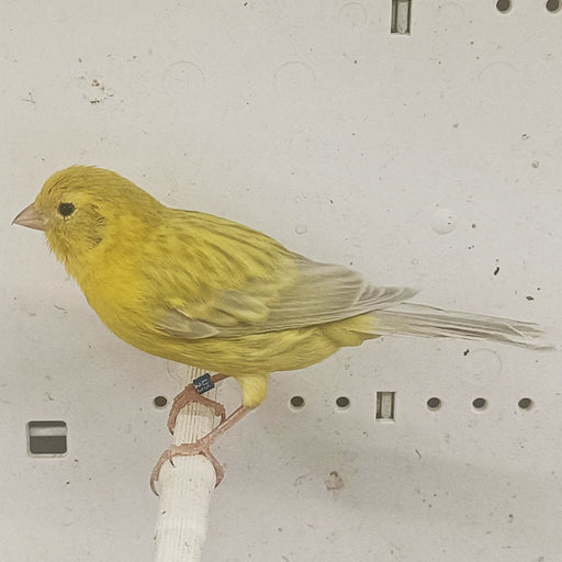 Canary Isabel - New York Bird Supply