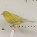 Canary Isabel - New York Bird Supply