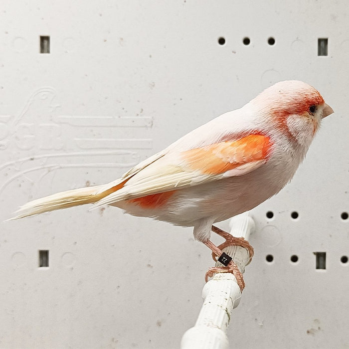 Canary Mosaic White and Red - New York Bird Supply