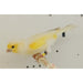 Canary Mosaic White and Yellow - New York Bird Supply