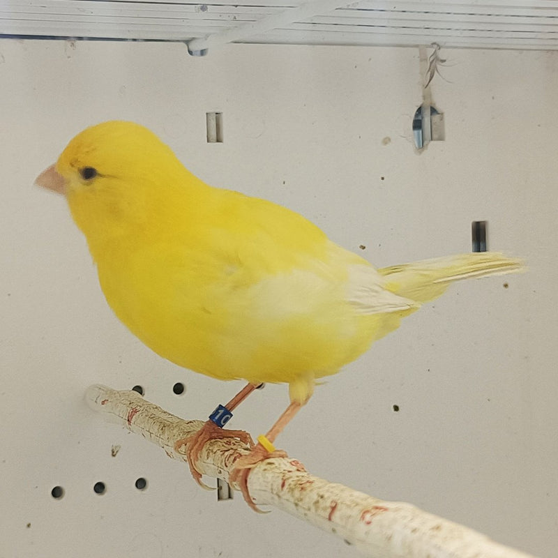 Canary Mosaic White and Yellow - New York Bird Supply