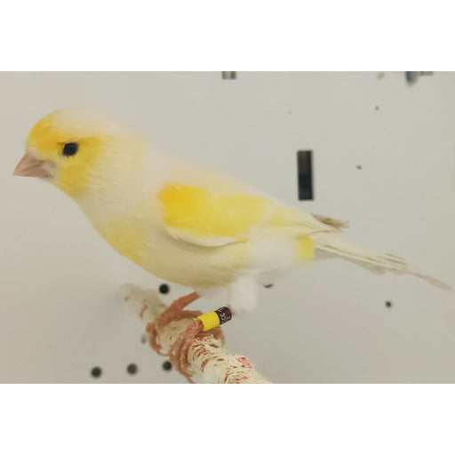 Canary Mosaic White and Yellow - New York Bird Supply