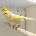 Canary Mosaic White and Yellow - New York Bird Supply